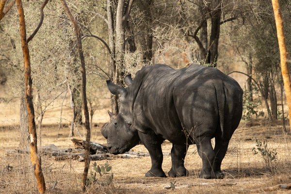 How to identify and avoid dangerous wildlife while camping in the UK?